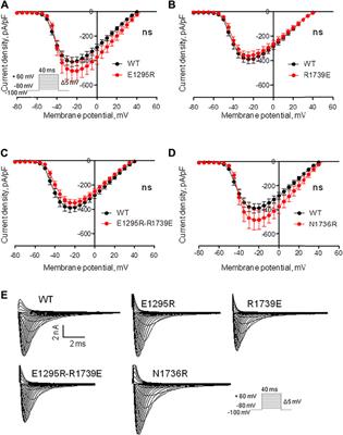 Possible Interactions of Extracellular Loop IVP2-S6 With Voltage-Sensing Domain III in Cardiac Sodium Channel